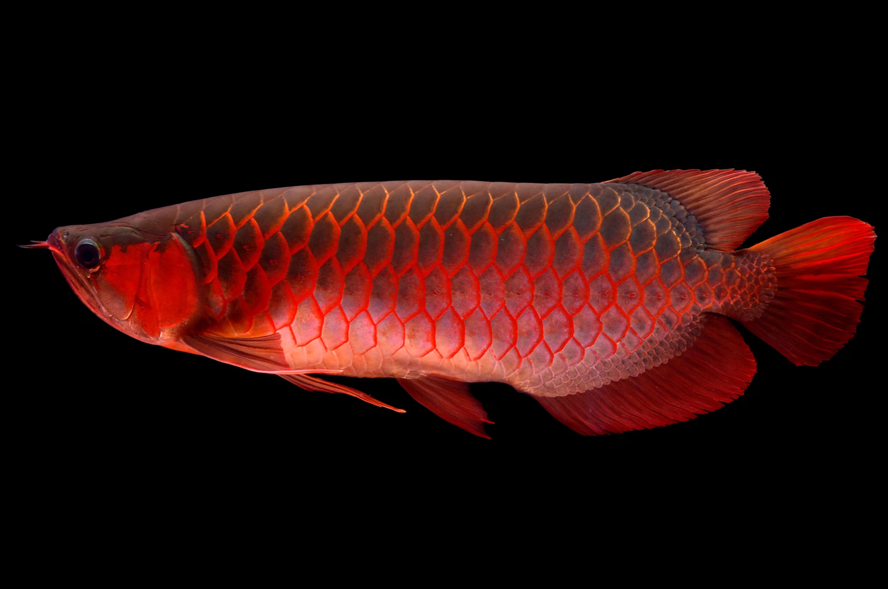 arowana